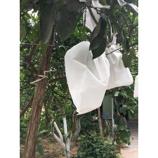--- Combo 100 túi bọc bưởi kích thước 30x32cm chất, giá rẻ.