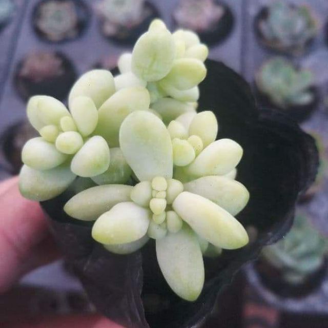 Sen đá chuỗi ngọc bi mới