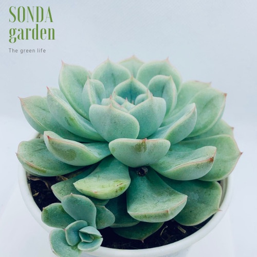 Sen đá liên đài trắng SONDA GARDEN size trung bình 10-12cm, xuất xứ Đà Lạt, khoẻ đẹp, lỗi 1 đổi 1