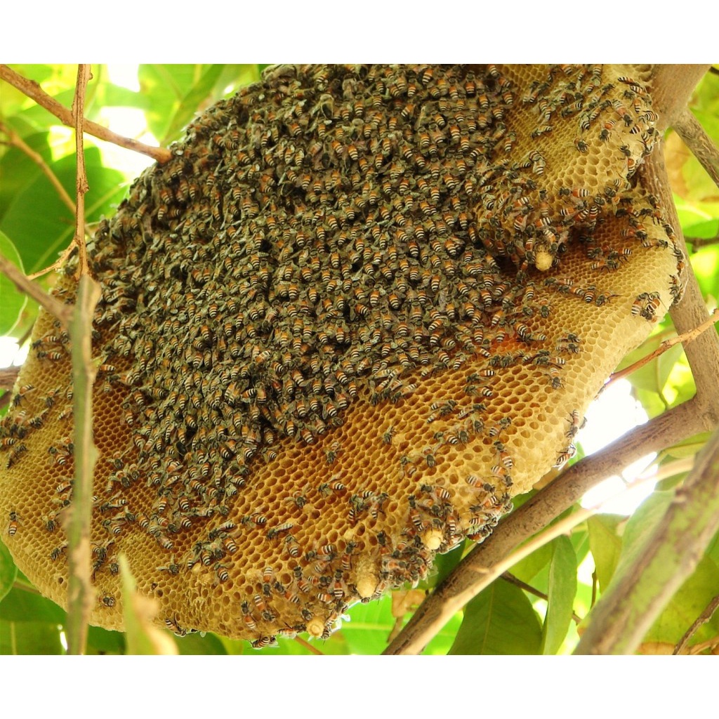 1 Lít Mật ong rừng nguyên chất Hoa Cà Phê – Sản phẩm của rừng đại ngàn Cao nguyên