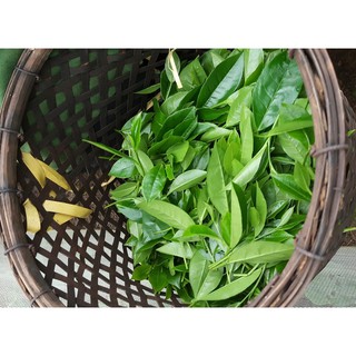 Chè Thái Nguyên loại ngon