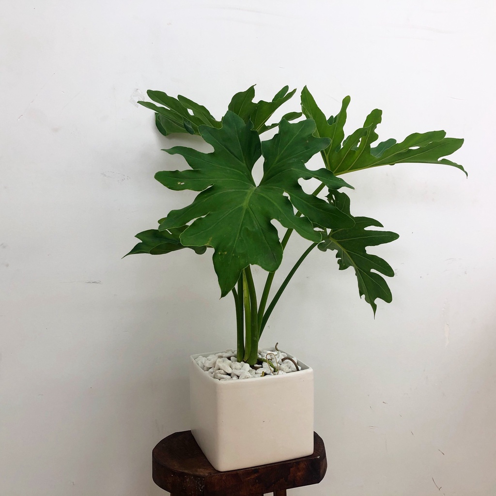 CÂY TRẦU BÀ THANH XUÂN , cây cảnh phong thủy, trồng trong nhà trang trí nội thất văn phòng