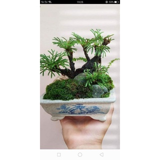 Cây bonsai tiểu cảnh Trường sinh thảo