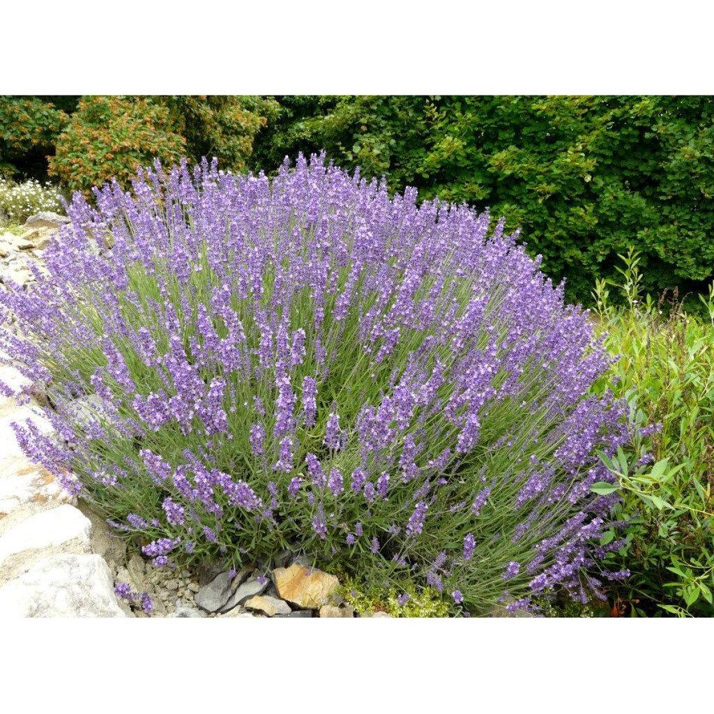 Hạt giống hoa Oải hương (Lavender)