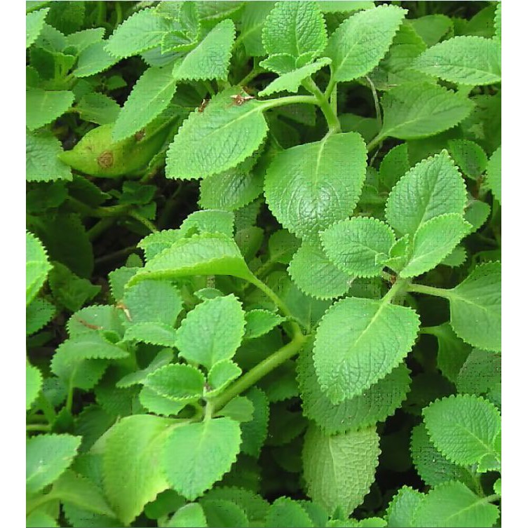 Hạt giống Rau Húng chanh hay tần dày lá -