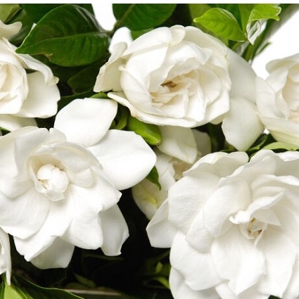 20 Hạt hoa dành dành, bạch thiên hương, hoa nở to, toả hương thơm ngào ngạt, cây hoa cảnh trang trí sân vườn