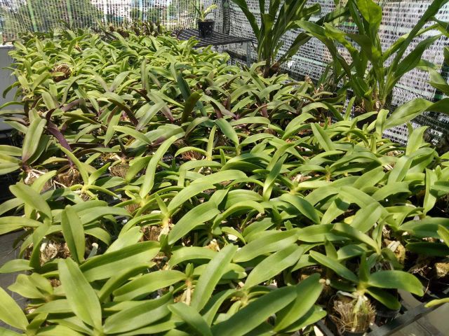 Đai châu giống đủ màu