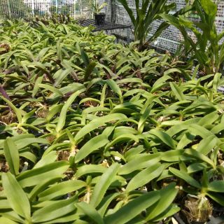 Đai châu giống đủ màu