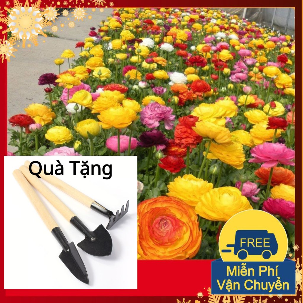 Hạt Giống Hoa Hồng Ri Ba Tư Tặng Bộ Dụng Cụ Mini Trồng Cây Tặng Bộ Dụng Cụ Mini Trồng Cây