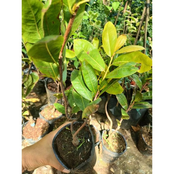 Giống mai lá ngọc cành vàng