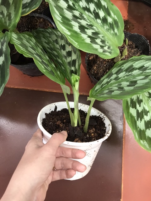 Chậu cứng Đuôi công hoa