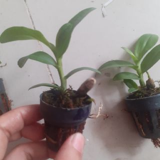 Trầm rồng đỏ giống