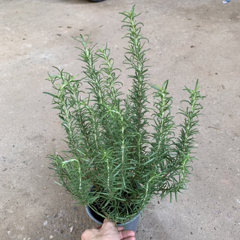 Cây hương thảo đuổi muỗi cao 20-25cm, cây để bàn tỏa hương thơm ngát, trang trí ban công và decor quán cà phê
