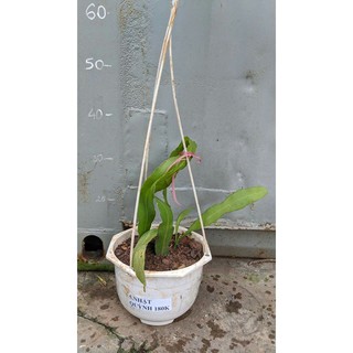 Nhật Quỳnh trắng