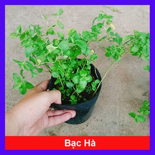 Cây bạc hà chocolate mint