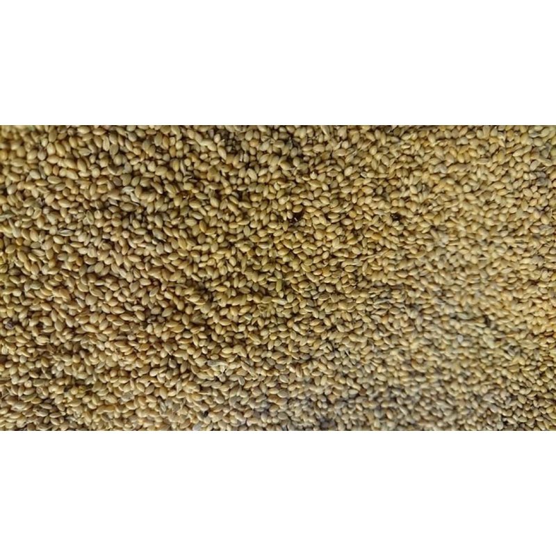 kê vàng Đức hạt nhỏ dành cho chim cảnh gói 1kg