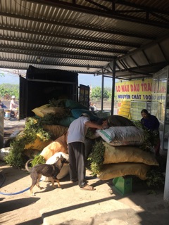 Dầu Tràm Huynh Đệ Loại 1