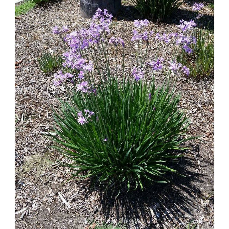 Huệ tỏi  gia vị ăn chay .