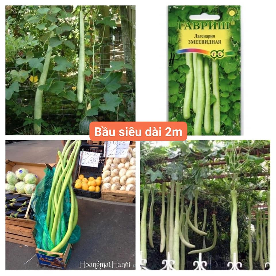 hạt giống bầu dài 2 mét ( siêu ngon)
