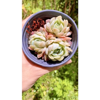 sen đá Hải ly Hồng bạc tròn