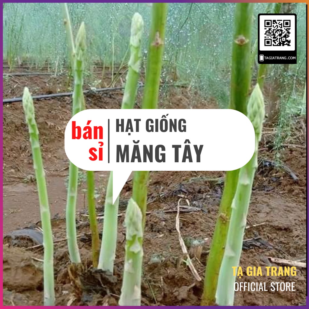 [Bán sỉ] - Hạt giống măng tây xanh