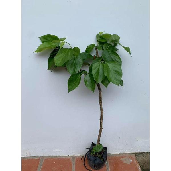 Dâu tằm Đài Loan  trái dài