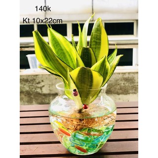 Chậu thuỷ sinh lưỡi hổ thái vàng