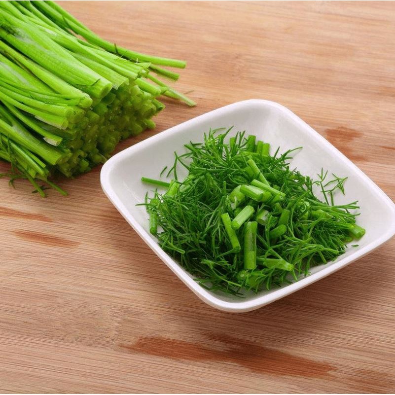 5 gram Hạt Giống Thì Là Dễ Trồng Bốn Mùa