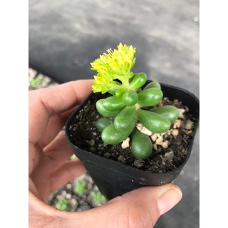 Cây Sedum Hernandezii (cây mini không hoa)
