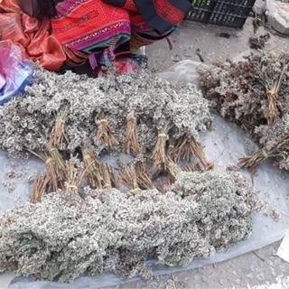 cây nếp nấu xôi