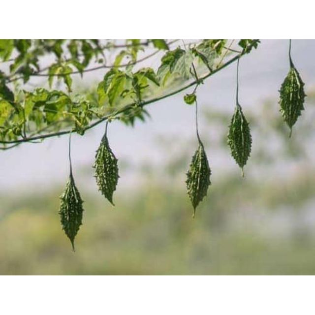 Cây KHỔ QUA RỪNG, dài 10-50cm