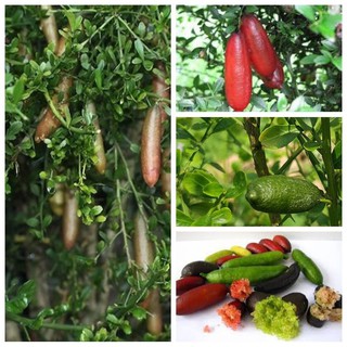 Cây giống chanh ngón tay
