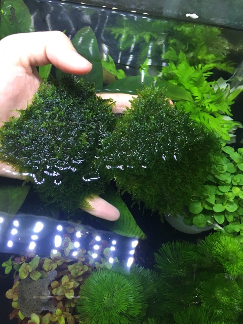 Rêu mini taiwan 8x8 rêu thuỷ sinh trang trí hồ cá