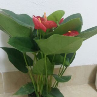 Cây hồng môn đỏ size to