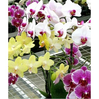 Hạt giống hoa Lan hồ Điệp Tặng Kèm Kích Mầm Và Hướng dẫn ươm trồng