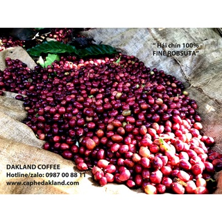 CÀ PHÊ SẠCH - PHA MÁY - PHA PHIN - DAKLAND COFFEE - CASADIO