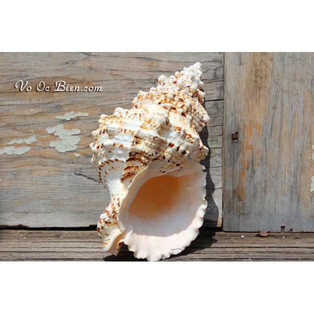 VỎ ỐC TÙ VÀ GAI "BURSA BOBO SEASHELL"