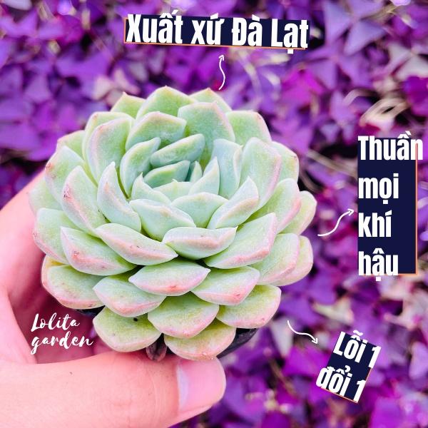 SEN ĐÁ THANH CÚC SIZE BÉ, HÀNG ĐÀ LẠT, SIÊU XINH SIÊU KHỎE, LỖI 1 ĐỔI 1