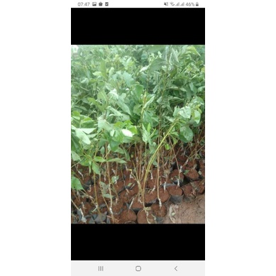 cây giống cherry anh đào