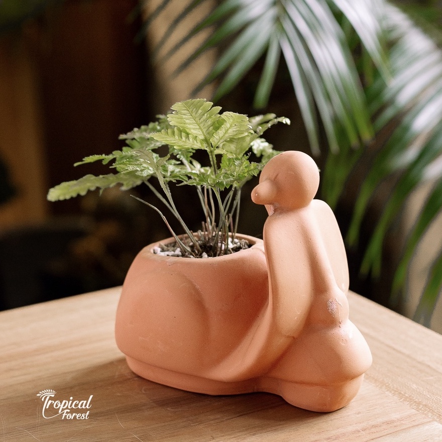 Chậu đất nung Vespa tay ga lượn lờ đánh võng TROPICALFOREST