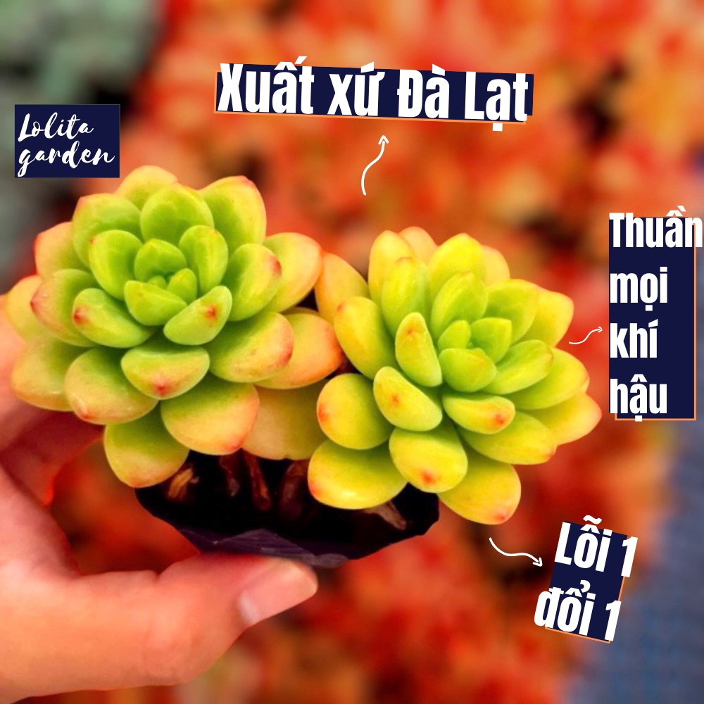 Sen đá sỏi thiên thanh xanh Đà Lạt size bé cây cảnh trang trí nhà cửa Lolita garden