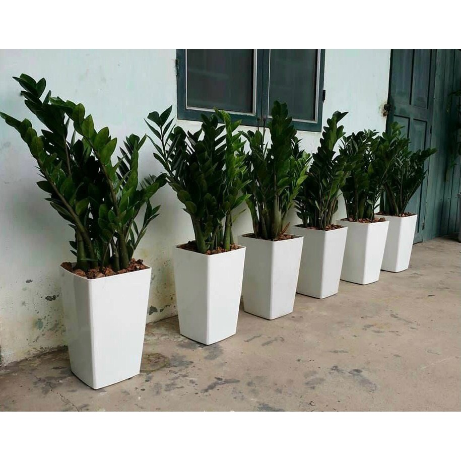 5 Chậu nhựa trồng cây hoa dáng vuông cao loại 24cm x 40cm COMBO 05 CHẬU