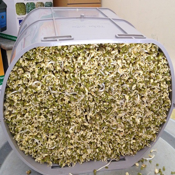 Thùng làm giá đỗ Bách Khoa 102