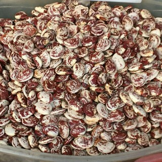 sỉ giá gốc đỗ ngự đậu ngự 500g - 1kg