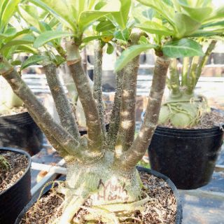 Sứ Thái ghép nhiều màu