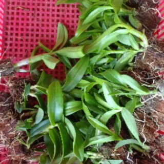 Denro nắng bò tím cây giống