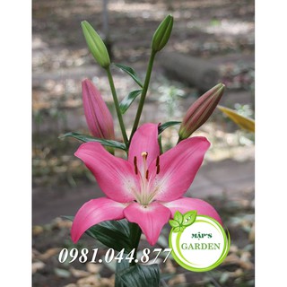 Củ giống hoa ly màu hồng ( củ giống Hà Lan)