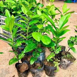 CÂY GIỐNG HỒNG ĐEN SÔCÔLA HẠT