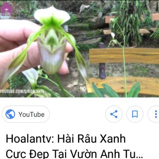 Các lan hài