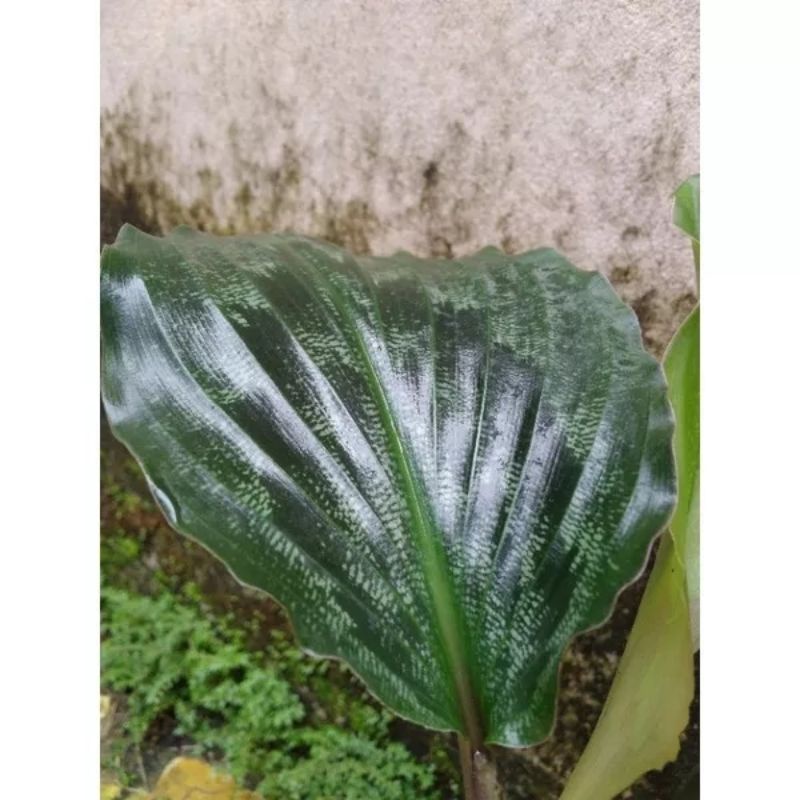 Cây gừng đuôi công